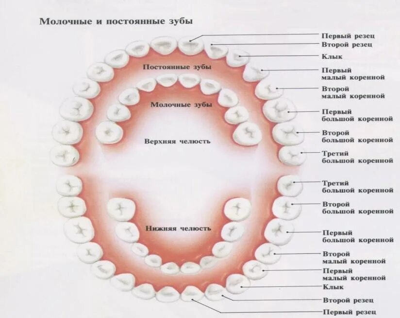 Почему выпадают зубы у взрослого. Прорезывание коренных зубов у детей последовательность. Очередность выпадения молочных зубов у детей 6 лет. Коренные зубы порядок прорезывания. Коренные зубы у детей схема прорезывания.