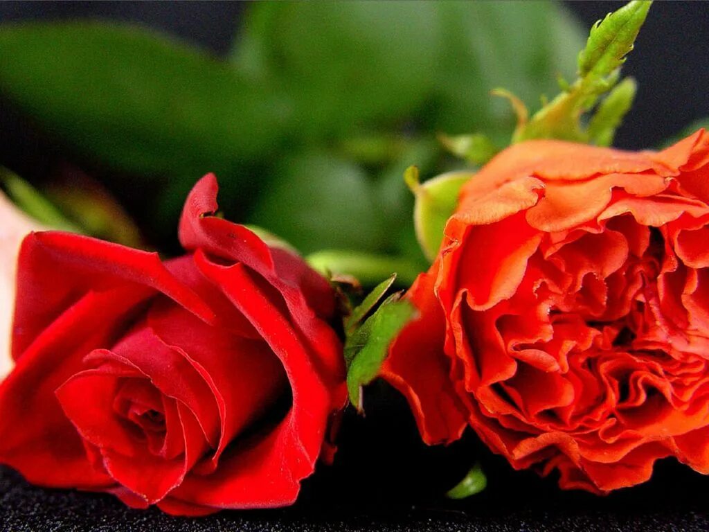 Картинки с двумя цветами. Две розы. Розы памяти. Розы фото. Цветы 2 розы.