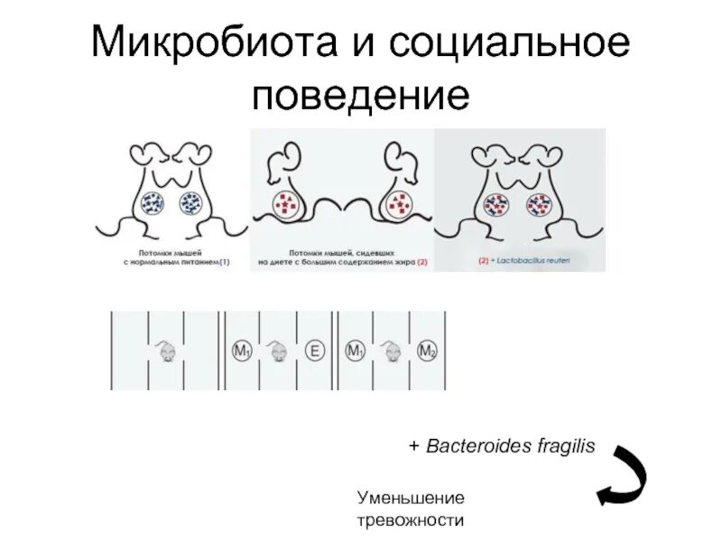 Микробиота как улучшить. Микробиоты атлас. микробиота человека схема. тест генетика микробиоты. микробиота слайды.