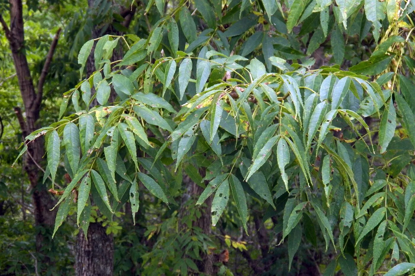 Ясень маньчжурский. Fraxinus mandshurica Rupr.. Ясень маньчжурский дерево.