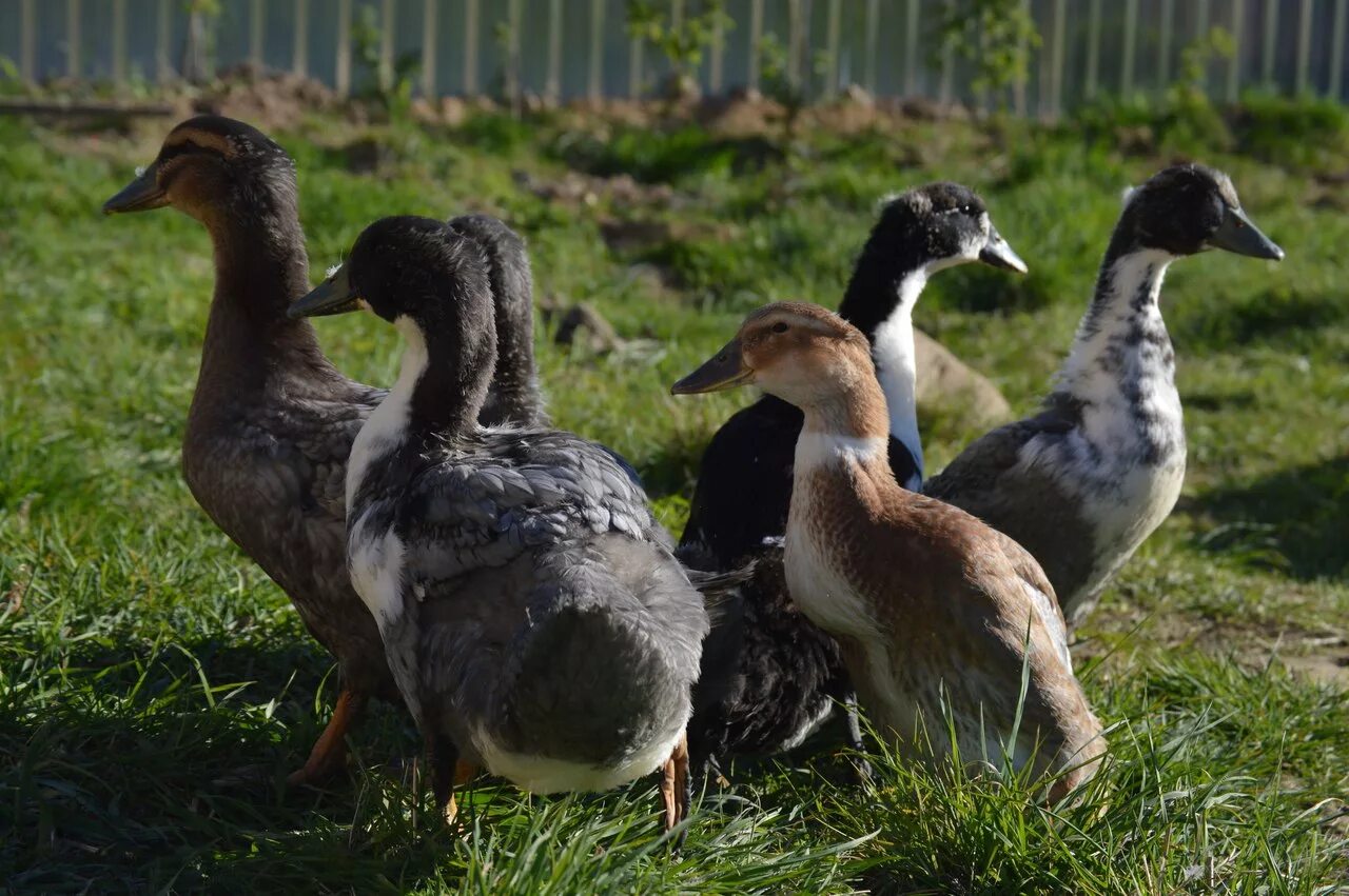 Утка породы голубой фаворит. Голубой фаворит селезень. Утки фаворит агидель башкирка. Утка фаворит описание породы. Утки породы голубой фаворит.