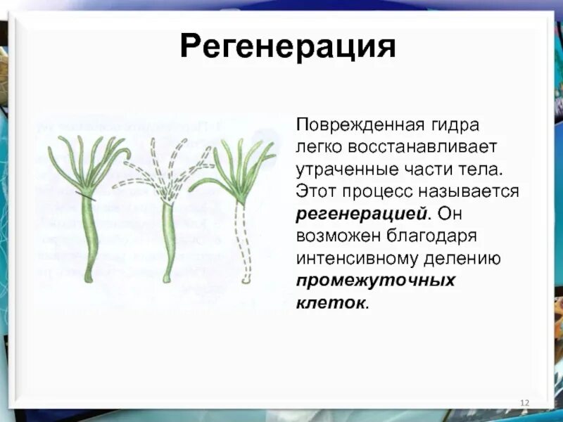 Регенерация хорошо развитая у кишечнополостных происходит. Гидры одиночный полип. регенерация гидры пресноводной. регенерация кишечнополостных. регенерация полипа гидры.