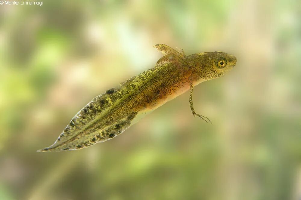 Гребенчатый тритон личинка. Головастик тритона обыкновенного. Головастик тритона обыкновенного. Головастик гребенчатого тритона. Малоазиатский тритон (ommatotriton ophryticus).