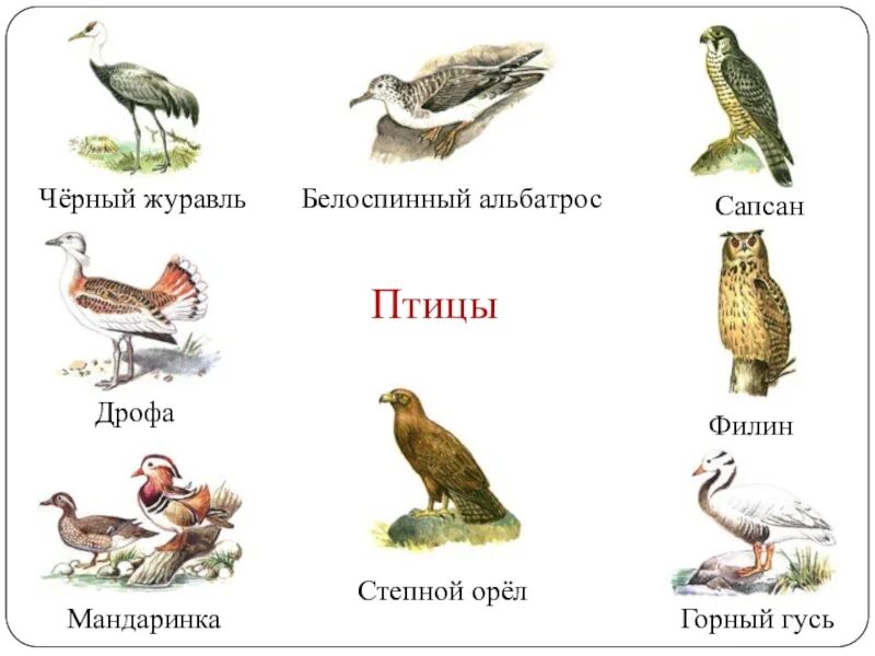 Птицы красной книги картинки. Какая птица занесена. Картинки краснокнижных птиц. Птицы занесиныв красную книгу. Птицы красной книгиросии.