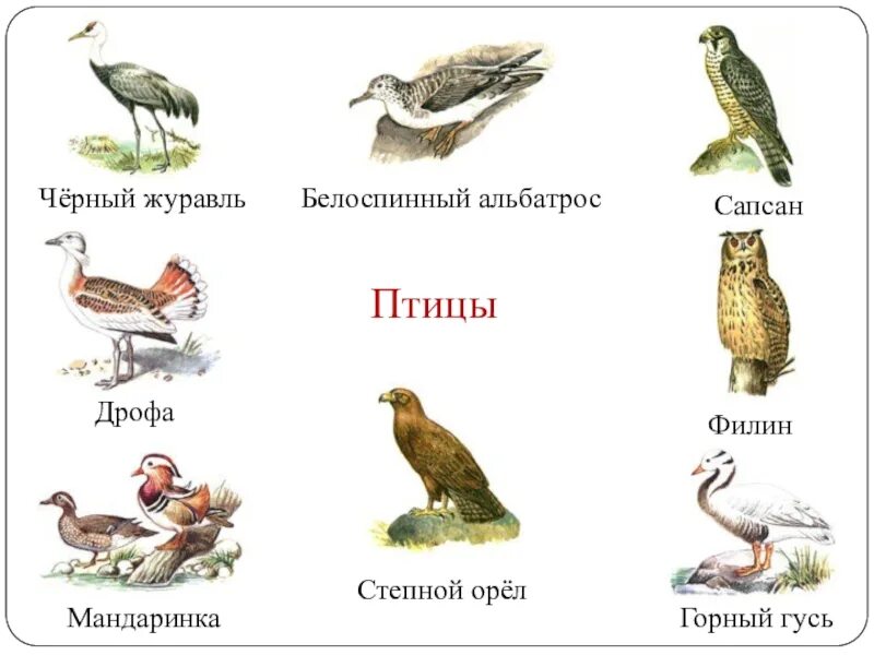 Красная книга список птиц. Птицы красной книги. Птицы красной книги России. Птицыкраснной книги России. Птицымиз красной книги.