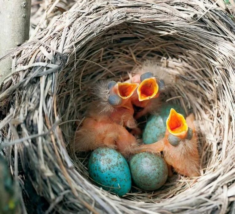 Птицы едят яйца. Гнездовые птенцы Дрозд. Дрозды яйца и гнезда. Птенцы Дроздов в гнезде. Гнездо снегиря.