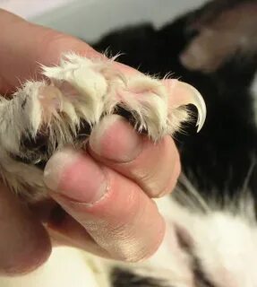 Сколько гулька у кошек