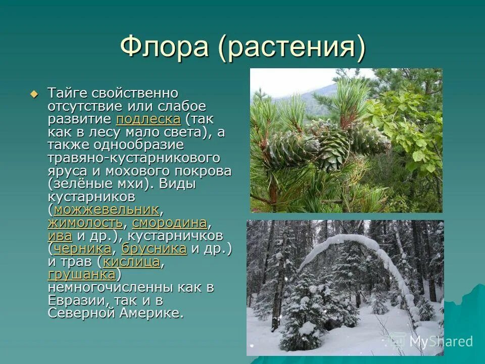 Тайга информация