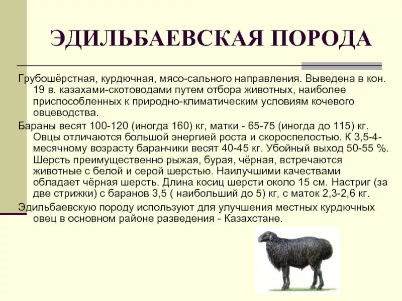 Эдильбаевская порода Баранов. Овцы Эдильбаевской породы вес. Эдильбаевская овца характеристики. Эдильбаевская порода овец породы овец. Сколько вес барана