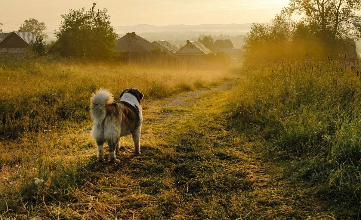 Dog village. Собака в деревне. Собака лето деревня. Деревенский пес. Собака в поле.