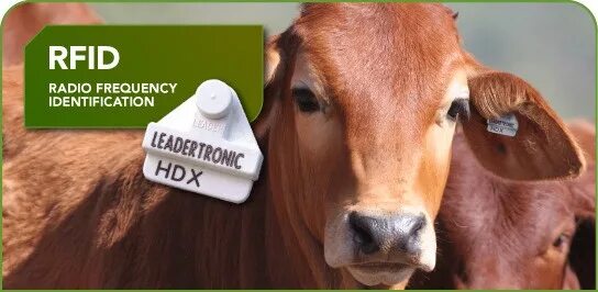 RFID для КРС. Радиочастотная идентификация коров. Чипирование КРС. RFID-система идентификации животных.