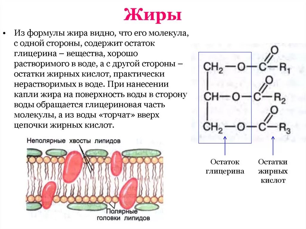 Структура формула жиров. Структура молекул жиров. Структура жиров биохимия. Структура молекулы жира.