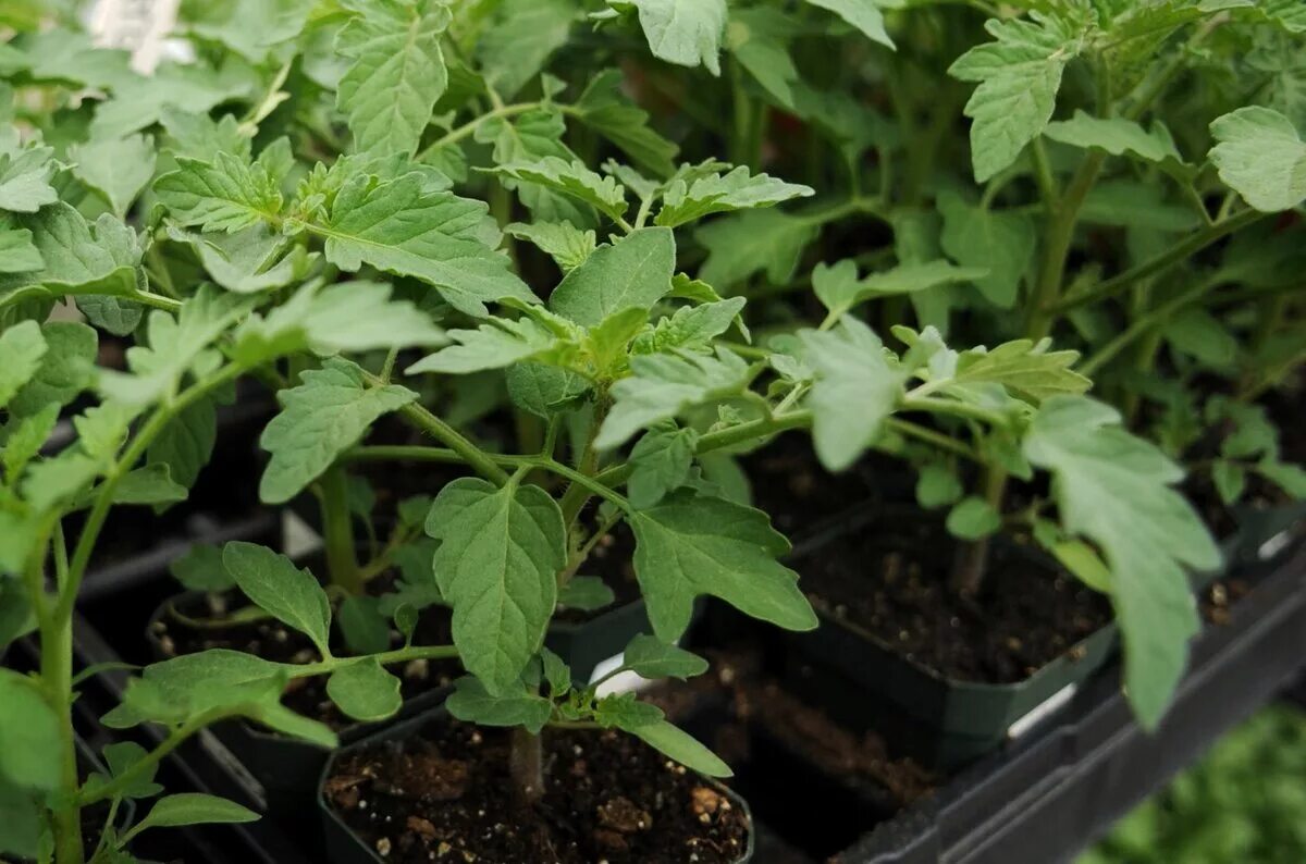 Что такое пикировка рассады помидоров. Рассада томатов сада. Коренастая рассада томатов. Рассада высокорослых томатов. Рассада помидор и перцев.