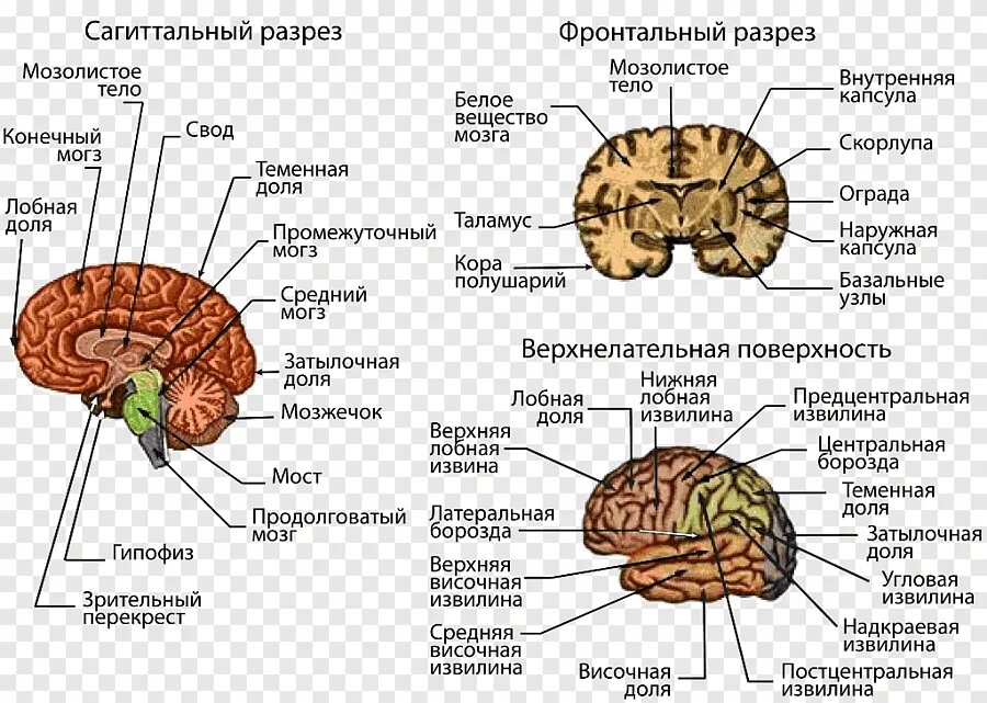 Строение височной доли головного мозга. Доли полушарий назвать головной мозг. Строение отделов головного мозга рисунок. Отдел мозга отвечающий за память. Основные отделы головного мозга на продольном срезе.