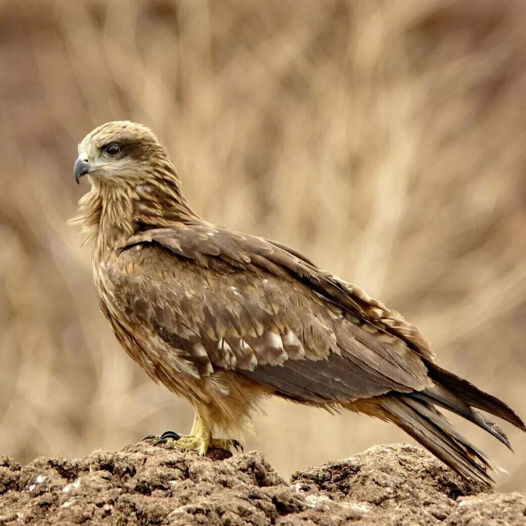 Канюковый Коршун. Черный Коршун Milvus Migrans. Черногрудый канюковый Коршун. Коршун Шуляк. Коршун картинка