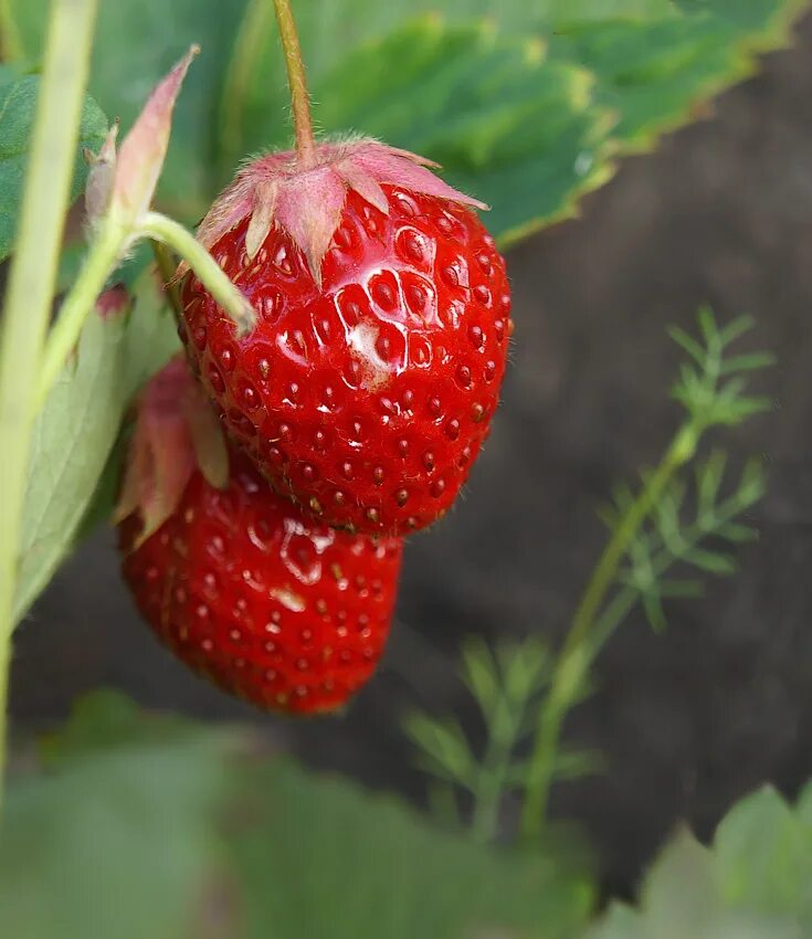 Плод клубники. Земляника ананасная. Земляника лесная несозревшая. Клубника плод многоорешек. Плод земляники 6.
