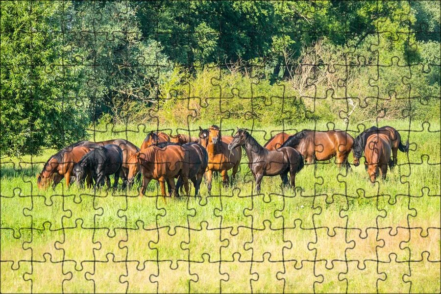 Табун лошадей. Город табун. Табуны лошадей в степях казахстана. Город табун. Табун красивых лошадей.