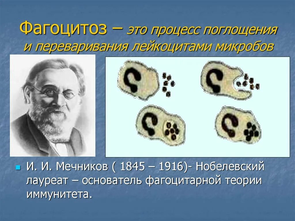 Может осуществлять фагоцитоз способен к амебоидному движению. Мечников фагоцитоз клеточный иммунитет. Мечников фагоцитоз. Фагоцитоз это в биологии 8 класс. Фагоцитоз лейкоцитов.