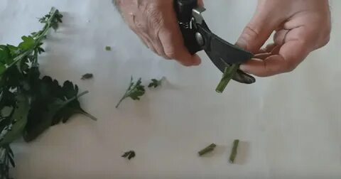 Букет хризантем черенки