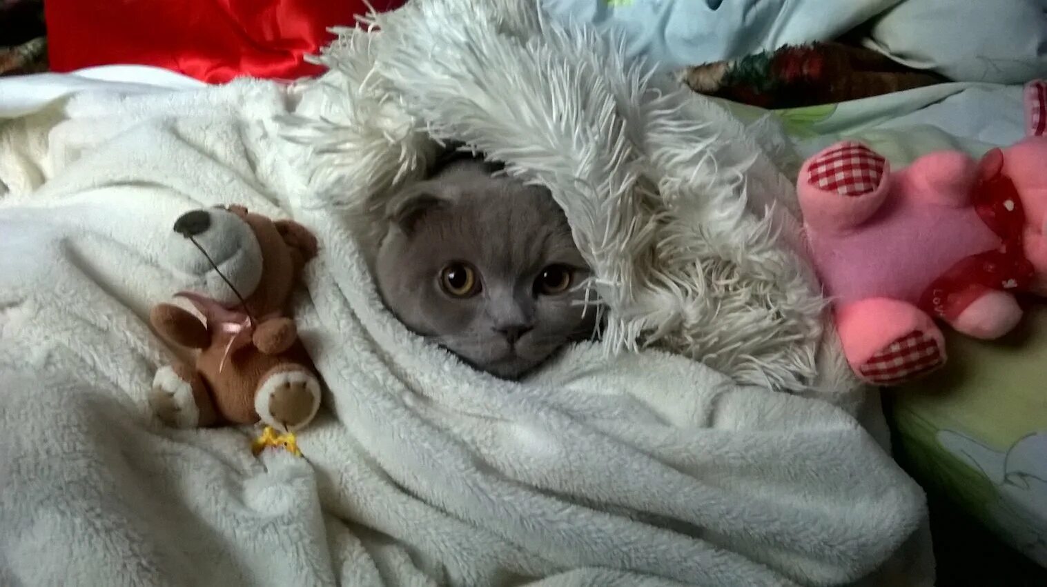 Кот в одеяле. Котик в одеялке. кот укутался в одеяло. кот укутанный в одеяло.