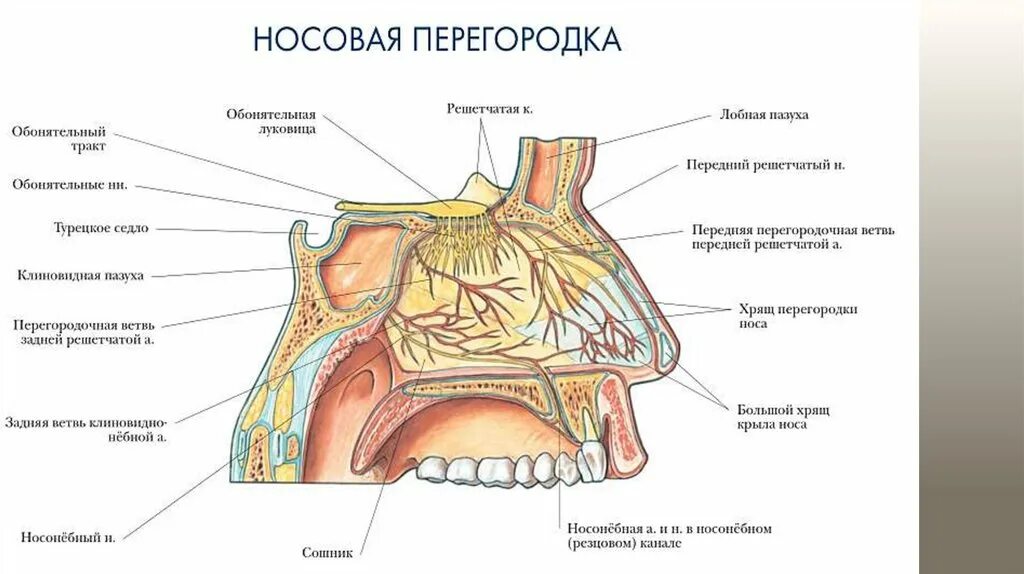 Обонятельный нерв решетчатая кость. Строение органа обоняния человека анатомия. Орган обоняния нос строение. Строение перегородки носа анатомия. Отделы слизистой оболочки носа