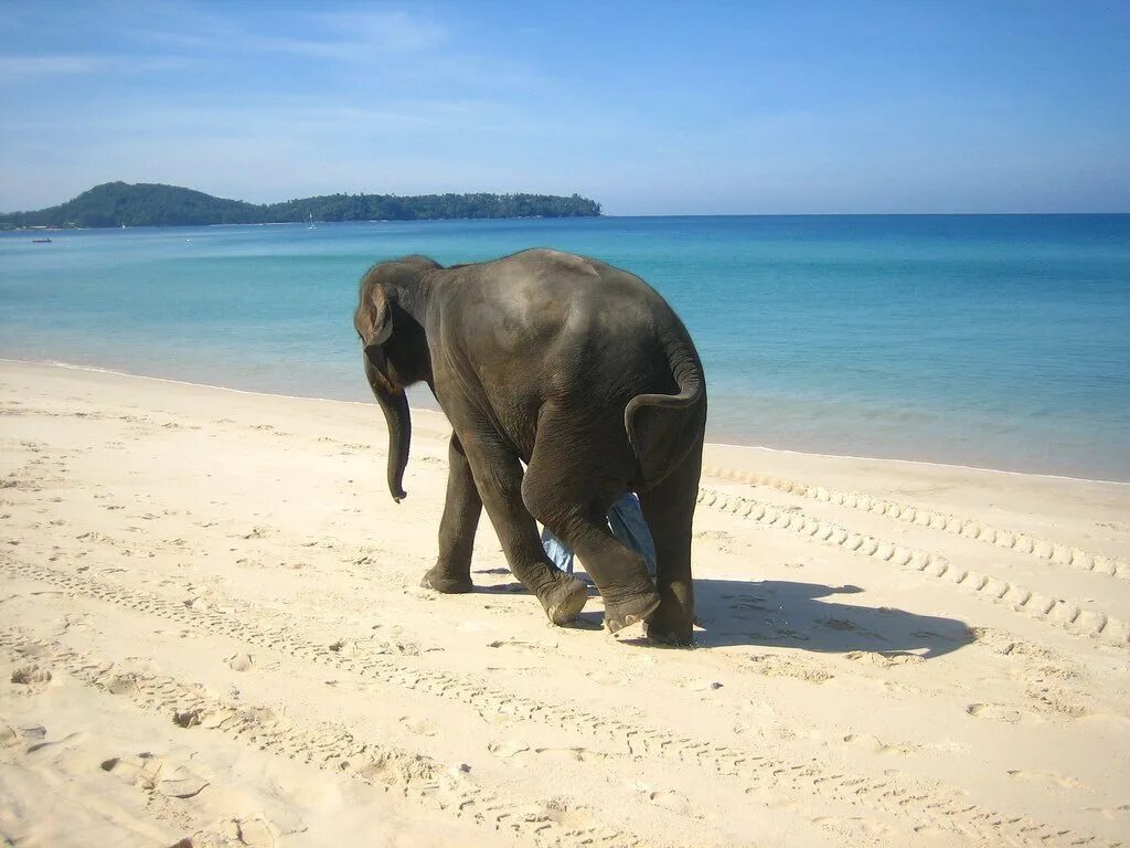 Elephants walking. Слоны на Банг Тао. Элефант Бич Пхукет. Слоник на Банг Тао. Остров слонов в Таиланде.