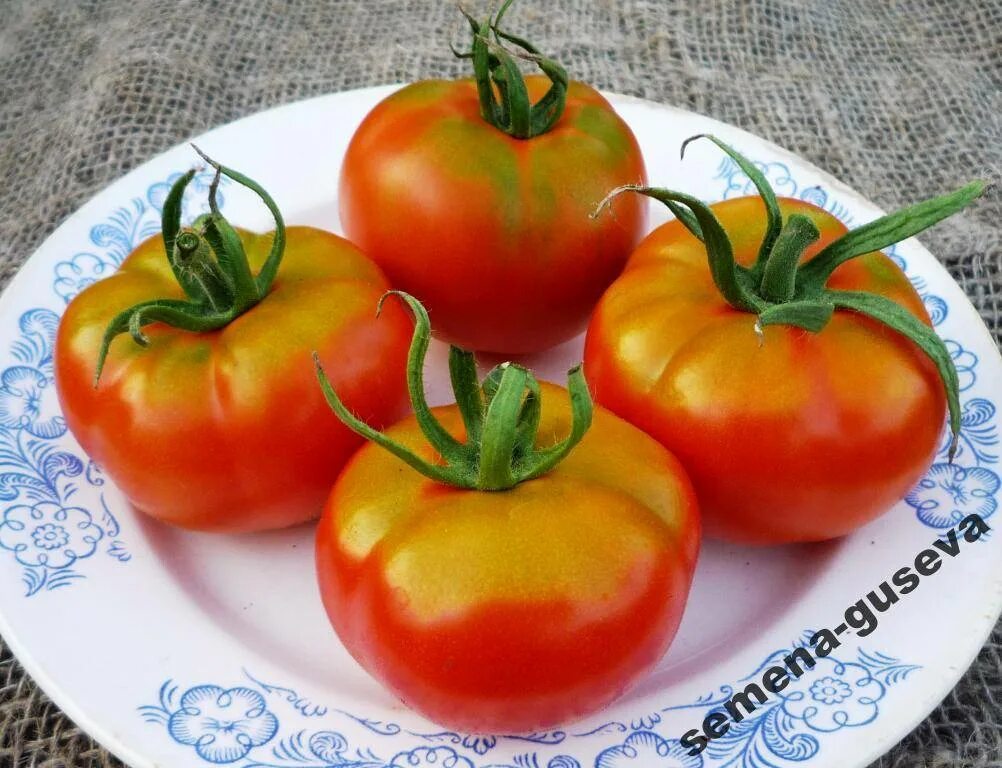 Семена томат лабрадор. Сорт помидор лабрадор. Сорт томата лабрадор. Томат лабрадор улучшенный.