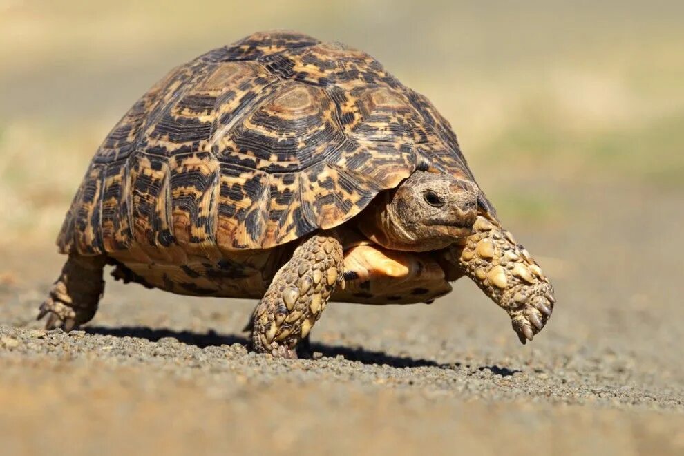 Leopard tortoise