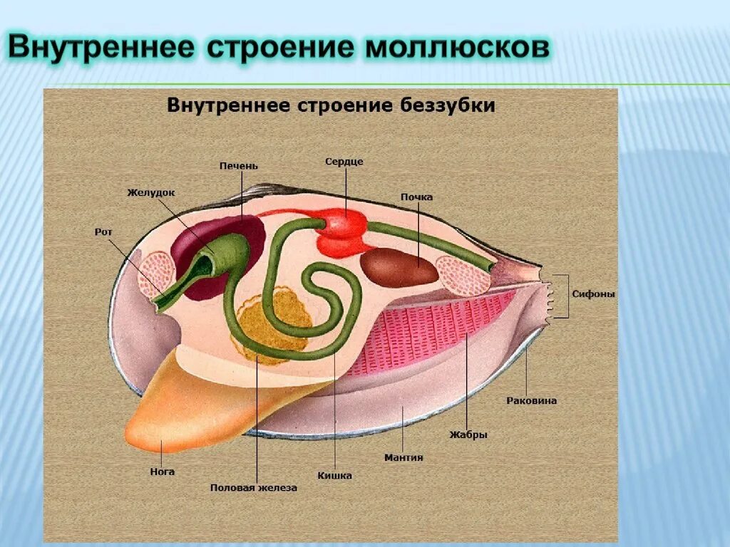 Органы строения моллюска. Строение двустворчатого моллюска ЕГЭ. Внутреннее строение беззубки рисунок. Внешнее и внутреннее строение беззубки рисунок. Внутреннее строение двустворчатых моллюсков рисунок.