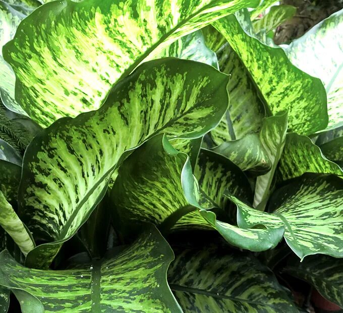 Диффенбахия тропикана. Диффенбахия тропик тики. Диффенбахия пальма. Сорт диффенбахии 7 букв сканворд. Диффенбахия еллоу.