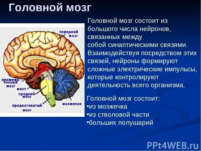 Схема строения отделов головного мозга. Головной мозг состоит из. Отделы головного мозга продолговатый мозг. Головной мозг состоит из отделов. Опишите структуру головного мозга.
