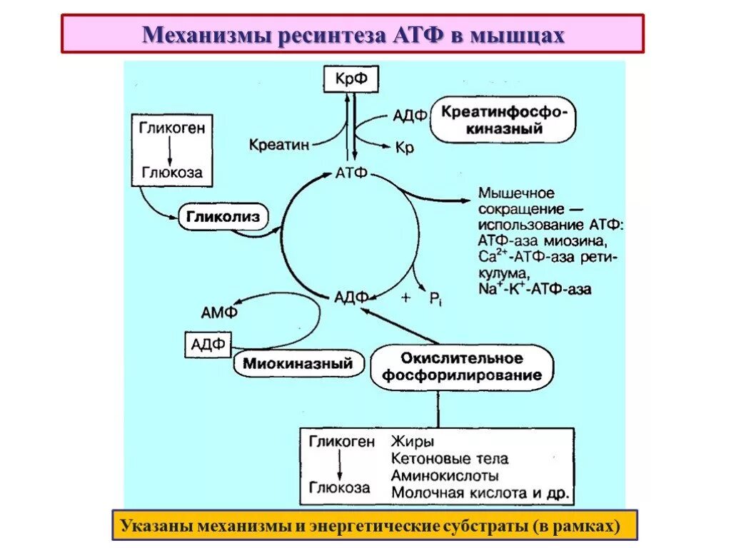 Механизм ресинтеза АТФ биохимия. Схема процессов ресинтеза АТФ. Механизм образования энергии АТФ. Механизмы ресинтеза АТФ схемы реакций.