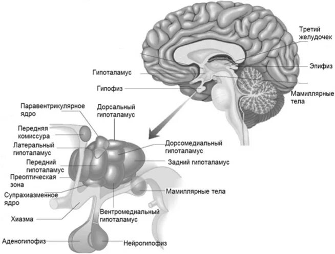Гипоталамус содержит центры голода и жажды. Промежуточный мозг гипоталамус. Промежуточный мозг строение гипофиз. Ядра переднего гипоталамуса. Промежуточный мозг гипоталамус структуры.