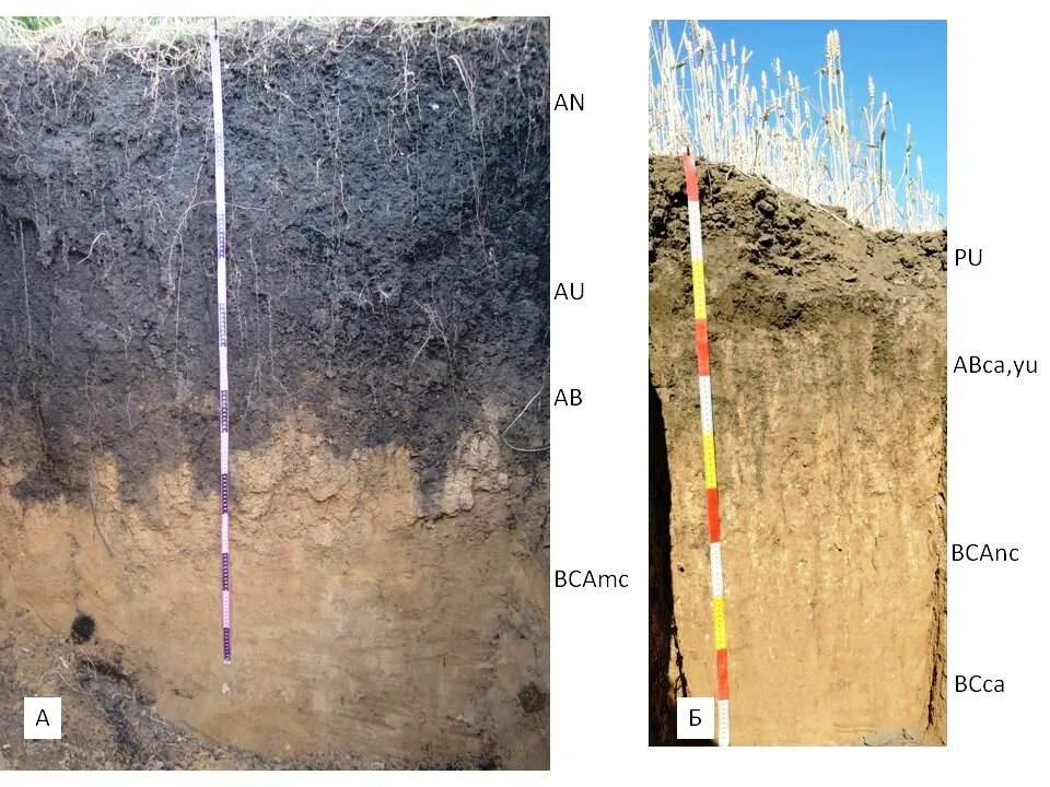 Южные черноземы почвы. Почвенный профиль чернозема типичного. Черноземы оподзоленные почвы профиль. Почвенный Горизонт черноземных почв. Почвенные горизонты подзолистых почв.