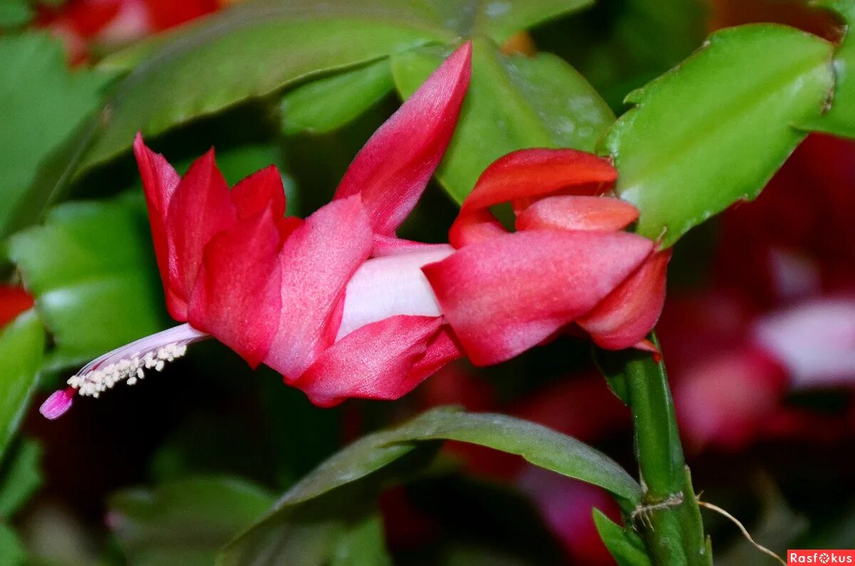 рождественник декабрист. зигокактус декабрист. декабрист в природе. т декабрист. шлюмбергера декабрист зигокактус.