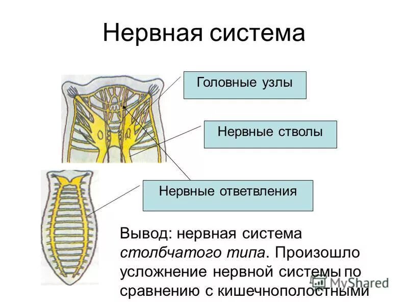 Нервные узлы и нервные стволы