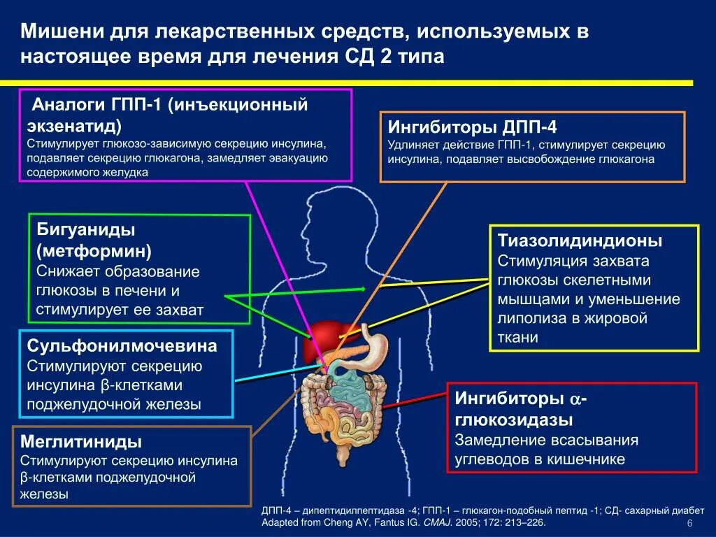 Механизм действия сахароснижающих препаратов. Фармакотерапия сахарного диабета II типа. Группы сахароснижающих препаратов и механизм их действия. Мишени лекарственных средств.