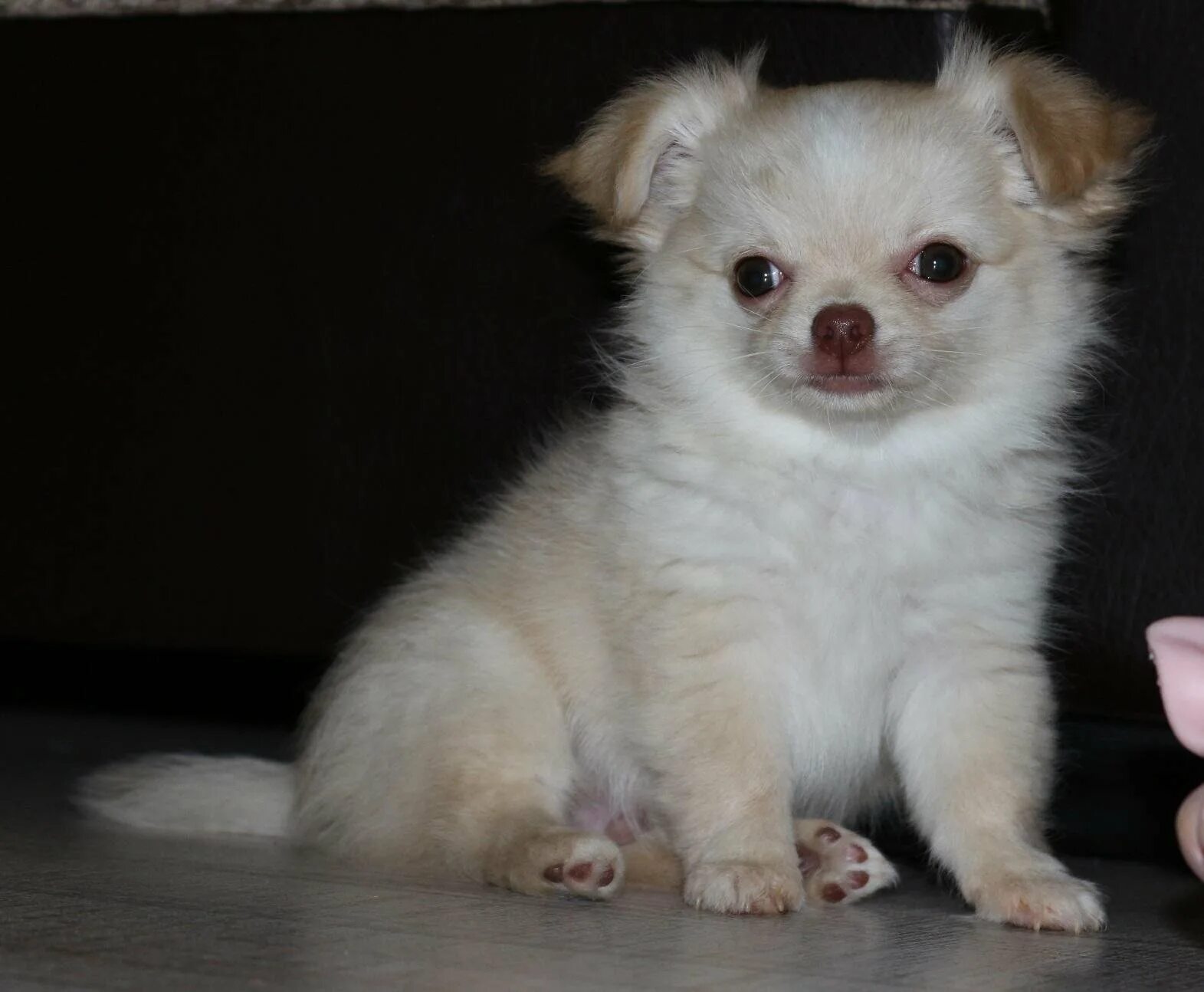 чихуахуа белая длинношерстная. чихуахуа кобби длинношерстный. чихуахуа кобби длинношерстный. чихуахуа белая длинношерстная. чихуахуа белая длинношерстная.