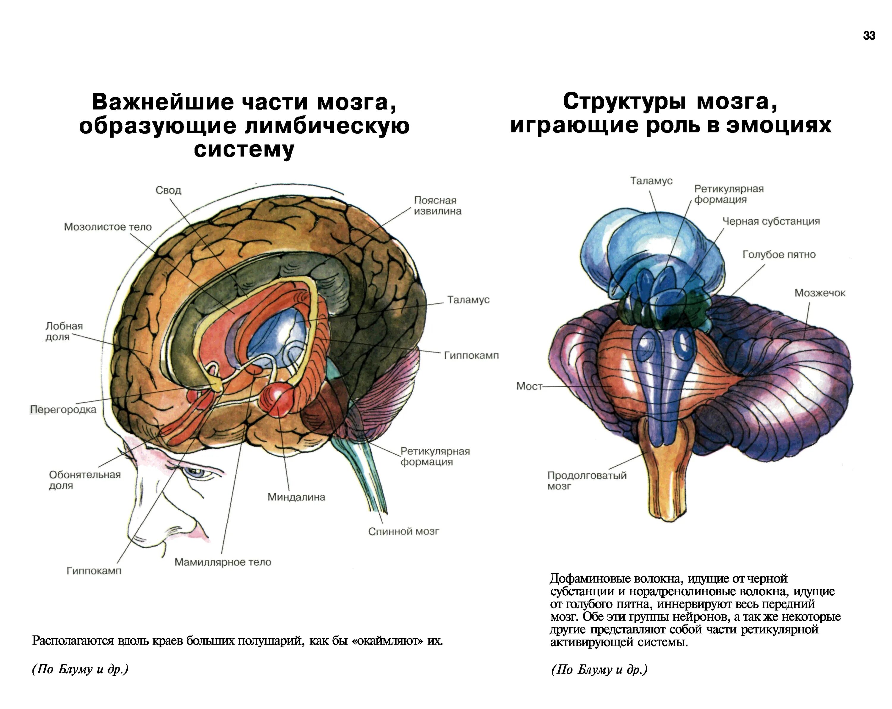 3 слоя мозга. Лимбическая система головного мозга человека. Лимбическая система головного мозга анатомия. Лимбическая система и ретикулярная формация. Атлас мозга человека лимбическая система.