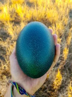 An emu egg I found a few years back in Australia. : pics.