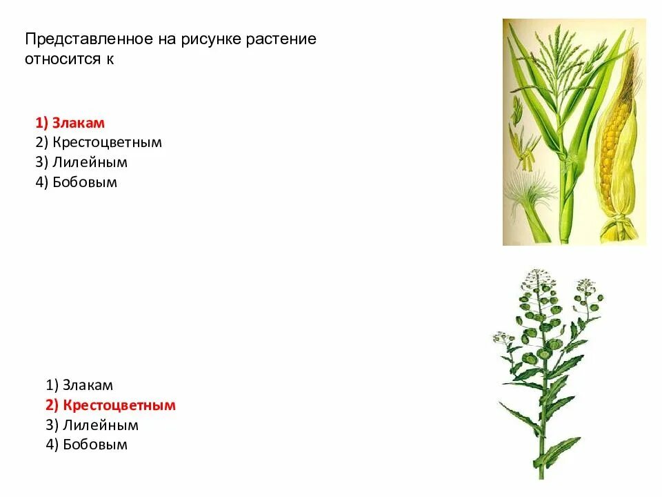 Приведите по три примера растений злаки. Семейства крестоцветные,Лилейные,злаки. Злаковые и крестоцветные класс растения. Лилейные и злаки. Стебель лилейных.