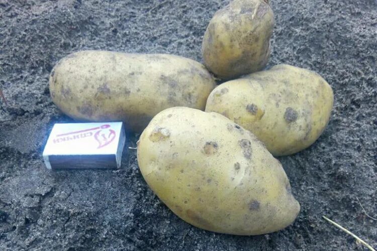 Консультации специалиста - Страница 2 - Журнал "Картофельная Система"