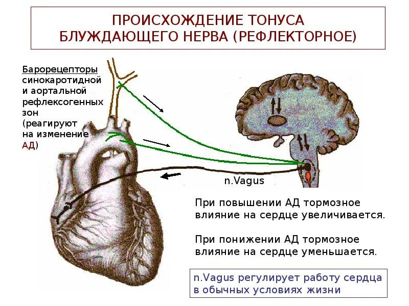 Регуляция блуждающего нерва. При повышении тонуса блуждающих нервов на ЭКГ. Рефлексы блуждающего нерва. Повышение тонуса блуждающего нерва ЭКГ. Рефлекторное влияние на деятельность сердца.