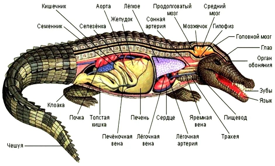 Кожная железа у пресмыкающихся. Пищеварительная система крокодила. Систему внутреннего строения пресмыкающихся. Чешуйчатые пресмыкающиеся строение. Нервная система крокодила схема.