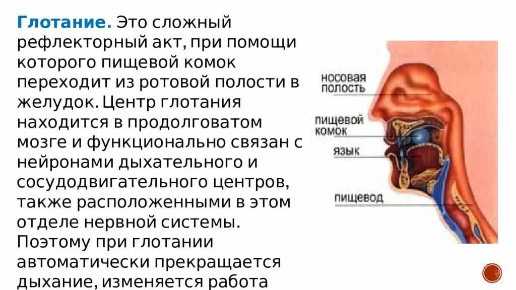 Проглатывание слюны. Глотание физиология. Глотание пищевого комка. Акт глотания физиология.