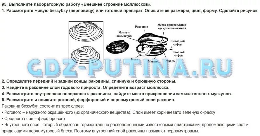 Передвижение рыб 7 класс биология лабораторная работа. Лабораторная работа определение возраста животных. Лабораторная работа внешнее строение моллюсков 7 класс. Лабораторная работа по биологии. Внешнее строение раковин пресноводных и морских моллюсков.