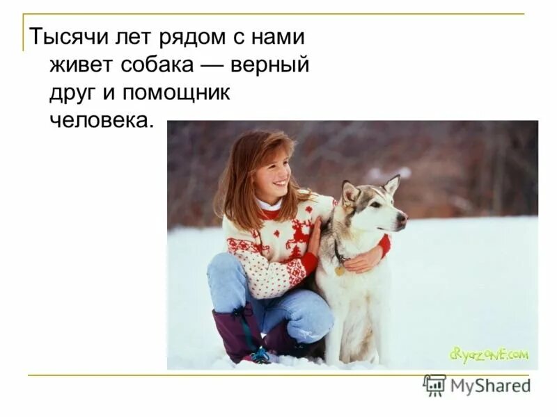Собака друг человека. Собака самый верный друг человека. Собака лучший друг человека презентация. Собака верный друг человека презентация.