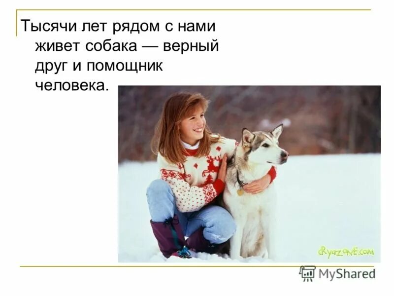 Собака друг человека объяснить. Собака друг человека. собака самый верный друг человека. собака лучший друг человека презентация. собака верный друг человека презентация.