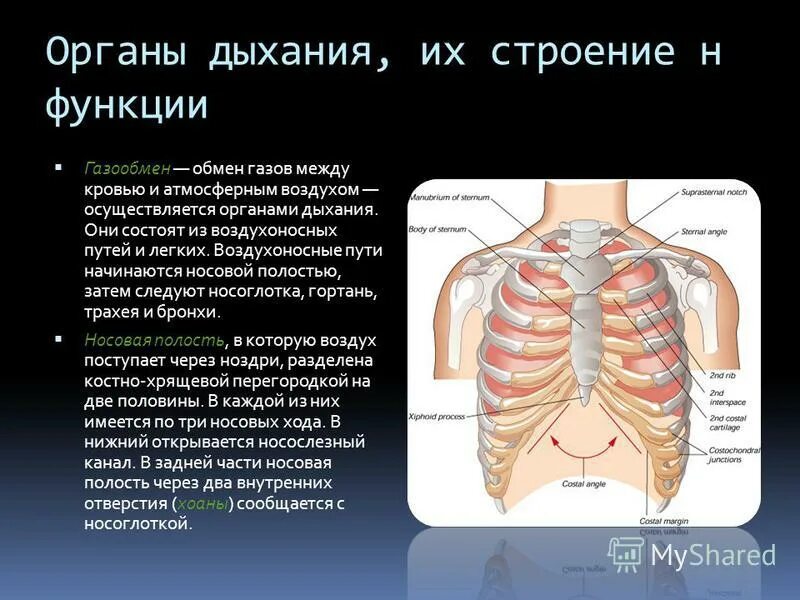 Строение дыхательной системы человека анатомия. Отделы дыхательной системы схема. Дыхательные пути и их функции физиология. Дыхательная система органов дыхания рис 71. Система органов дыхания.