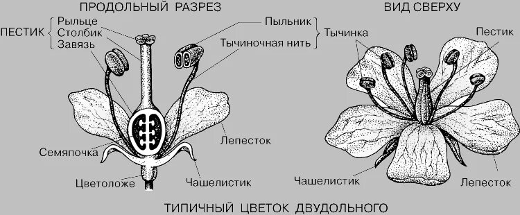 Число чашелистиков у двудольных. Строение растения тычинка пестик. Строение тычинки и пестика строение цветка. Схема строения цветка пестик и тычинка. Строение тычинки и пестика рисунок.